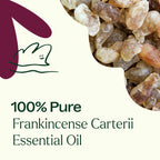 Frankincense Carterii Essential Oil 30 mL